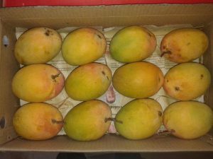 Wooden box of devgad ratnagiri payri mangoes