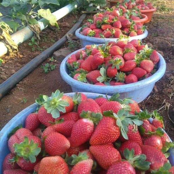Strawberries