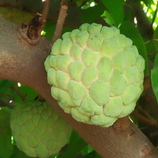 Sitaphal-custard-apple