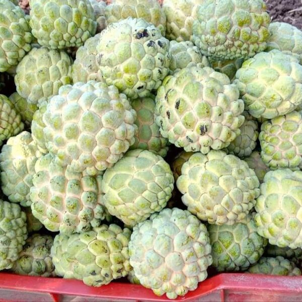 Sitaphal-custard-apple