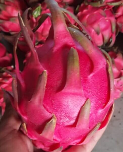 dragon fruit