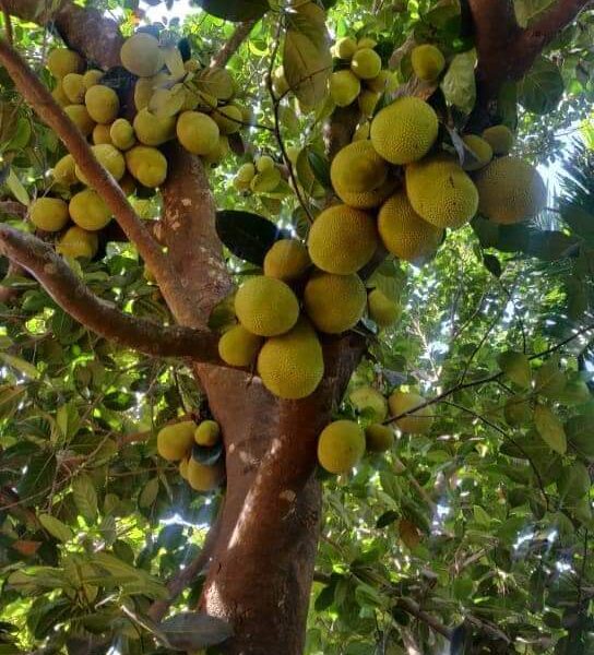 Jackfruit