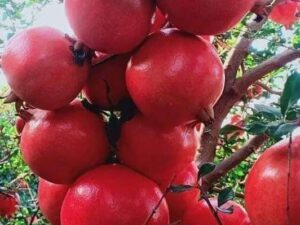 Bhagwa Red Pomogranates